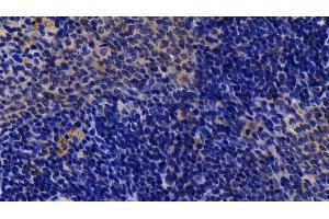 Detection of Bid in Rat Spleen Tissue using Polyclonal Antibody to BH3 Interacting Domain Death Agonist (Bid) (BID anticorps  (AA 1-195))