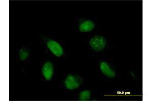 Immunofluorescence of purified MaxPab antibody to G10 on HeLa cell. (BUD31 anticorps  (AA 1-144))