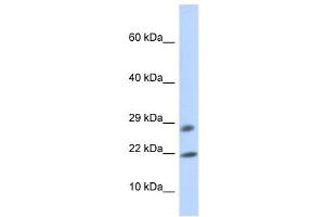 OCIAD2 antibody used at 1 ug/ml to detect target protein.