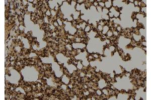 ABIN6276763 at 1/100 staining Mouse lung tissue by IHC-P. (MUTYH anticorps  (Internal Region))