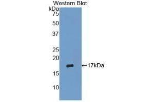 Detection of Recombinant RNASE3, Mouse using Polyclonal Antibody to Ribonuclease A3 (RNASE3)