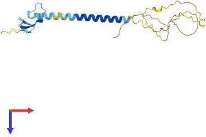 AlphaFold protein structure predicition of Human Recombinant TNFRSF17 Protein, UniprotID Q02223