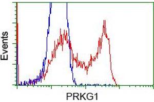 HEK293T cells transfected with either RC220986 overexpress plasmid (Red) or empty vector control plasmid (Blue) were immunostained by anti-PRKG1 antibody (ABIN2453516), and then analyzed by flow cytometry.