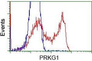 HEK293T cells transfected with either RC220986 overexpress plasmid (Red) or empty vector control plasmid (Blue) were immunostained by anti-PRKG1 antibody (ABIN2453516), and then analyzed by flow cytometry. (PRKG1 anticorps)