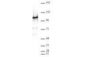 CTCF antibody (rAb) tested by Western blot.