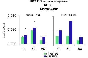 Quiescent human colon carcinoma HCT116 cultures were treated with 10% FBS for three time points (0, 15, 30min) or (0, 30, 60min) were used in Matrix-ChIP and real-time PCR assays at EGR1 gene (Exon1) and 15kb upstream site.