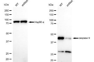 Western blotting analysis using caspase 9 antibody (ABIN7797912).