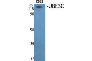 Western Blot (WB) analysis of specific cells using UBE3C Polyclonal Antibody. (UBE3C anticorps  (Internal Region))