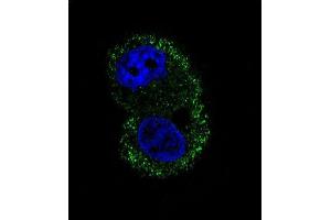 Confocal immunofluorescent analysis of ITA6 Antibody (ABIN658988 and ABIN2838034) with HepG2 cell followed by Alexa Fluor® 488-conjugated goat anti-mouse lgG (green).