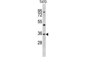 Western blot analysis of KLF6 antibody (N-term) in T47D cell line lysates (35ug/lane).