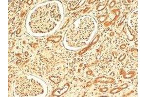VPS41 polyclonal antibody  (4 ug/mL) staining of paraffin embedded human kidney. (VPS41 anticorps  (Internal Region))
