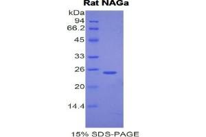 SDS-PAGE analysis of Rat NAGa Protein. (NAGA Protéine)