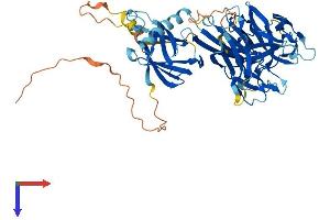 AlphaFold protein structure predicition of Mouse Recombinant Rbpjl Protein, UniprotID O08674