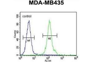 Flow cytometric analysis of MDA-MB435 cells using OR2L13 Antibody (C-term) Cat. (OR2L13 anticorps  (C-Term))