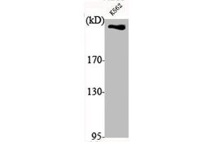 Western Blot analysis of K562 cells using DNA-PKCS Polyclonal Antibody (PRKDC anticorps  (C-Term))