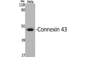 Western Blot analysis of various cells using Connexin 43 Polyclonal Antibody diluted at 1:2000.