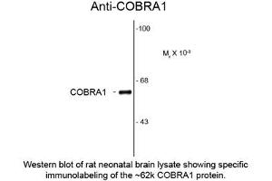 Image no. 1 for anti-Cofactor of BRCA1 (COBRA1) antibody (ABIN959404) (COBRA1 anticorps)