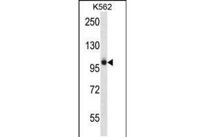 Western blot analysis in K562 cell line lysates (35ug/lane). (PTK2B anticorps  (AA 672-701))