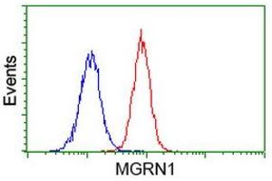 Image no. 3 for anti-Mahogunin, Ring Finger 1 (MGRN1) antibody (ABIN1499459) (Mahogunin RING Finger Protein 1 anticorps)