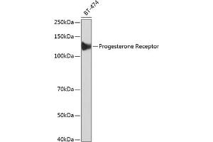 Western blot analysis of extracts of BT-474 cells, using Progesterone Receptor antibody (ABIN7269533) at 1:1000 dilution. (Progesterone Receptor anticorps)