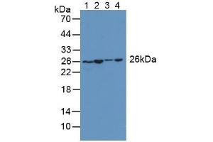 Figure. (Adenylate Kinase 2 anticorps  (AA 64-232))