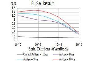anti-ATG16 Autophagy Related 16-Like 1 (ATG16L1) (AA 11-257) antibody