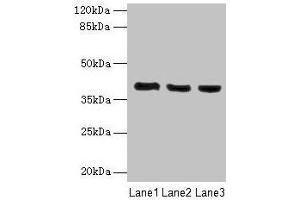 Western blot All lanes: C9orf64 antibody at 1 μg/mL Lane 1: Hela whole cell lysate Lane 2: K562 whole cell lysate Lane 3: HepG2 whole cell lysate Secondary Goat polyclonal to rabbit IgG at 1/10000 dilution Predicted band size: 40 kDa Observed band size: 40 kDa (C9orf64 anticorps  (AA 182-341))