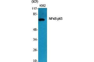 Western Blot (WB) analysis of specific cells using NFkappaB-p65 Polyclonal Antibody. (NF-kB p65 anticorps  (Thr72))