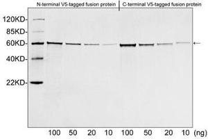 Image no. 3 for anti-V5 Epitope Tag antibody (ABIN294568) (V5 Epitope Tag anticorps)