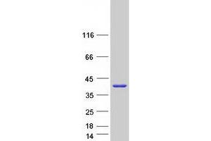 Validation with Western Blot
