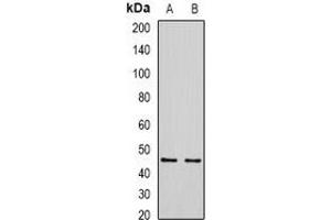 Western blot analysis of SIRT7 expression in HEK293T (A), Hela (B) whole cell lysates. (SIRT7 anticorps)