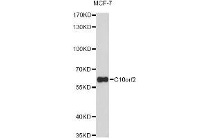 Western blot analysis of extracts of MCF-7 cells, using C10orf2 Antibody (ABIN1876491) at 1:1000 dilution. (C10orf2 anticorps)