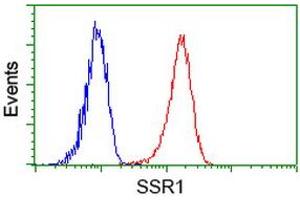 Image no. 2 for anti-Signal Sequence Receptor, alpha (SSR1) antibody (ABIN1501154) (SSR1 anticorps)