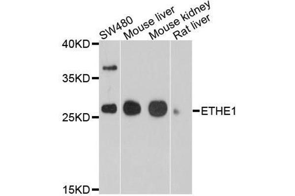 ETHE1 anticorps  (AA 8-245)