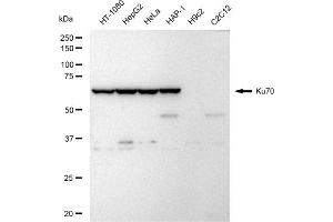 Western blotting analysis using Ku70 antibody (ABIN7800877).