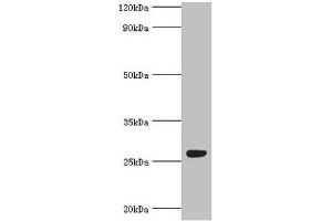 Western blot All lanes: Fibroblast growth factor-binding protein 1 antibody at 5 μg/mL + Mouse skeletal muscle tissue Secondary Goat polyclonal to rabbit IgG at 1/10000 dilution Predicted band size: 26 kDa Observed band size: 26 kDa (FGFBP1 anticorps  (AA 24-234))