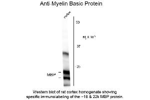 Western blot of Anti-Myelin Basic Protein (MBP) (Chicken) Antibody - 200-901-D81 Western Blot of Anti-Myelin Basic Protein (MBP) (Chicken) Antibody. (MBP anticorps)