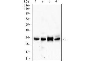 Western blot analysis using CD99 mouse mAb against THP-1 (1), U937 (2),MOLT4 (3), and L1210 (4) cell lysate.