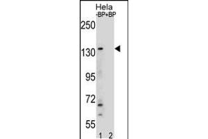 Western blot analysis of anti-JMJD3 Center Pab (AP1022c) in Hela cell line lysates. (Kdm6b anticorps  (AA 954-987))