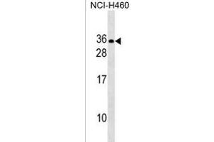 RLN2 Antibody (C-term) (ABIN1536713 and ABIN2838201) western blot analysis in NCI- cell line lysates (35 μg/lane).