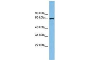 Image no. 1 for anti-E3 ubiquitin-protein ligase RAD18 (RAD18) (AA 251-300) antibody (ABIN6744741) (RAD18 anticorps  (AA 251-300))