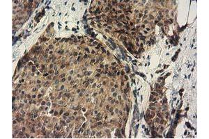 Immunohistochemistry (IHC) image for anti-DnaJ (Hsp40) Homolog, Subfamily A, Member 2 (DNAJA2) antibody (ABIN1497861) (DNAJA2 anticorps)