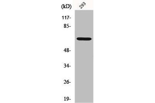 GNL3L Antikörper  (Internal Region)