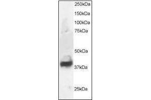 Antibody staining (1 µg/ml) of Human Brain lysate (RIPA buffer, 30 µg total protein per lane). (Septin 3 anticorps  (N-Term))