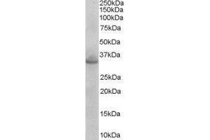 ABIN2560228 (0. (STX1A anticorps  (N-Term))