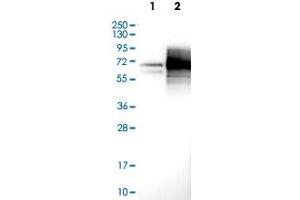 Western Blot (Cell lysate) analysis with MSR1 polyclonal antibody  at 1:100 - 1:250 dilution Lane 1: Negative control (vector only transfected HEK293T lysate) Lane 2: Over-expression lysate (Co-expressed with a C-terminal myc-DDK tag (~3. (Macrophage Scavenger Receptor 1 anticorps)