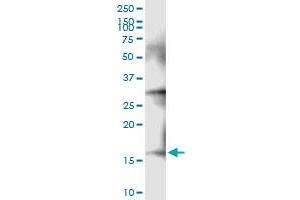 Immunoprecipitation of NDUFA13 transfected lysate using anti-NDUFA13 MaxPab rabbit polyclonal antibody and Protein A Magnetic Bead , and immunoblotted with NDUFA13 MaxPab mouse polyclonal antibody (B02) .