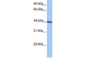 MLLT3 antibody used at 0. (AF9 anticorps  (C-Term))