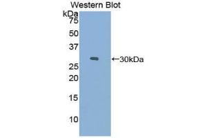 Western Blotting (WB) image for anti-Coagulation Factor XI (F11) (AA 157-389) antibody (ABIN1858747) (Factor XI anticorps  (AA 157-389))