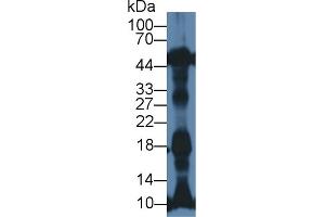Western Blot; Sample: Rat Heart lysate; Primary Ab: 1µg/ml Rabbit Anti-Mouse NT-ProANP Antibody Second Ab: 0.